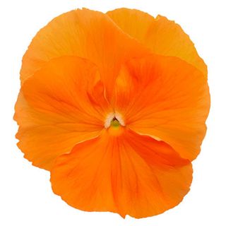 Superba© Big Pure Orange