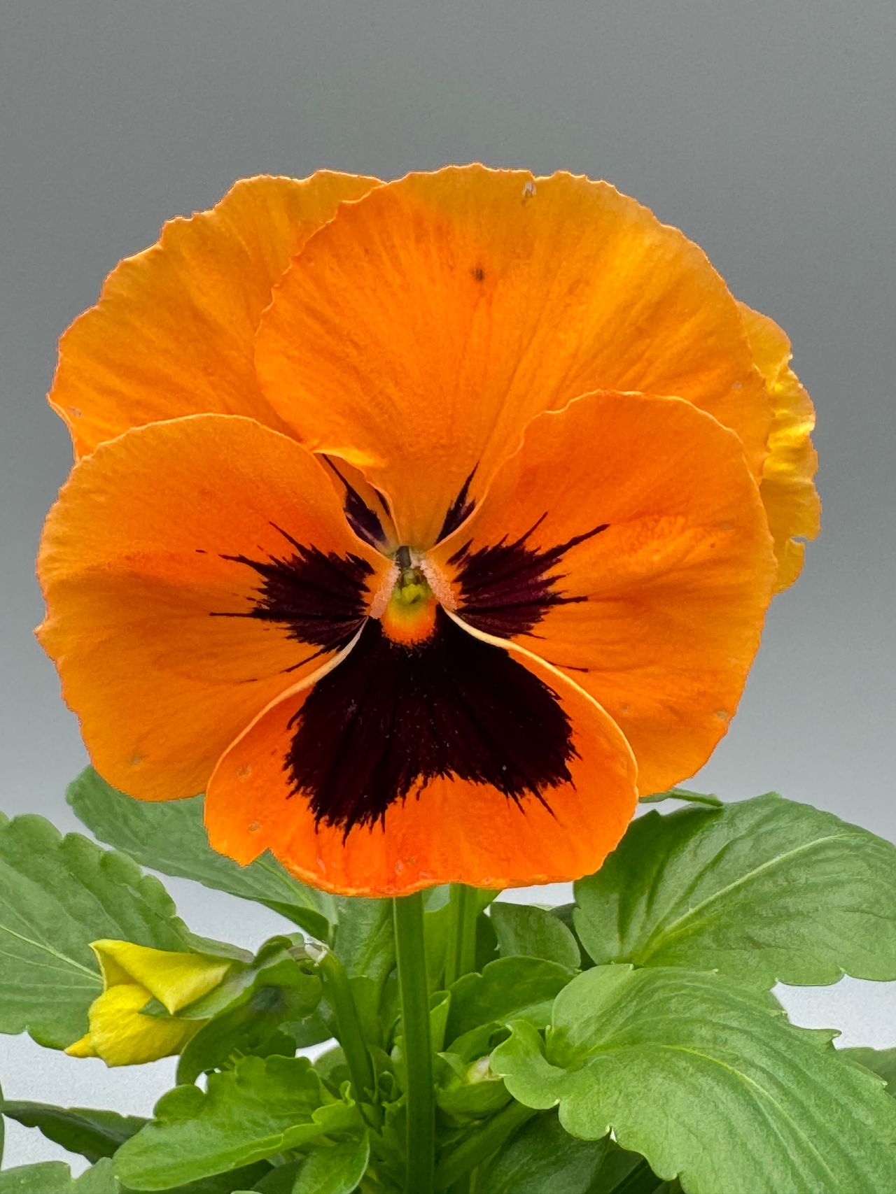 Superba® Gp Orange W.blotch F1, fotografia 1