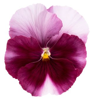 Superba© Gp Beacon Rose