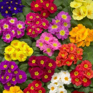Primula acaulis