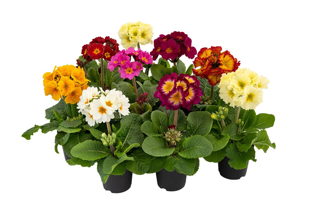 Primula x polyantha, foto 1