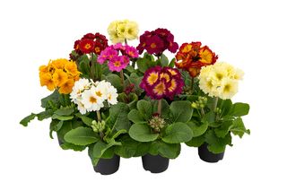 Primula x polyantha