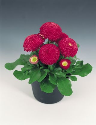 Tasso Deep Rose