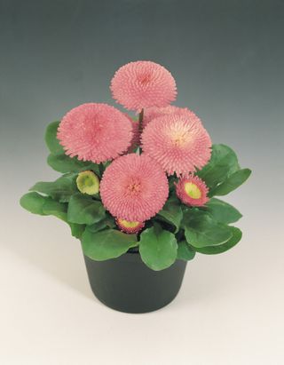 Tasso Pink