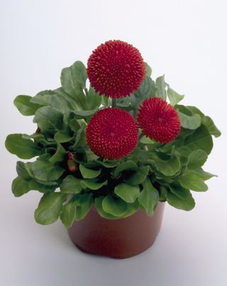 Tasso Red