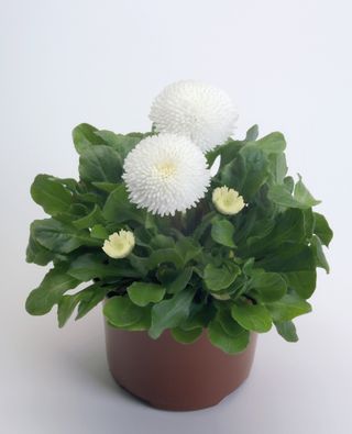 Tasso White
