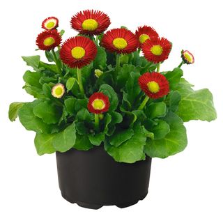 Bellis Bella Daisy Red