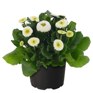 Bellis Bella Daisy White