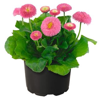 Bellis perennis