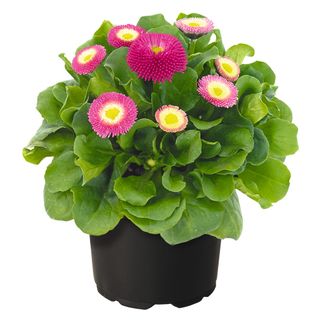 Bellis Bella Daisy Rose