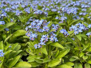 Myosotis Bluesylva