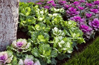 BRASSICA F1 OSAKA MIX - Garden La Fiorita di Dalla Nora Alice