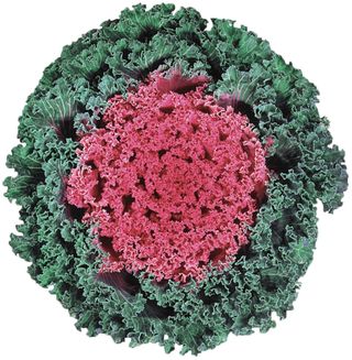 BRASSICA F1 NAGOYA RED - Verdidee Floricoltura