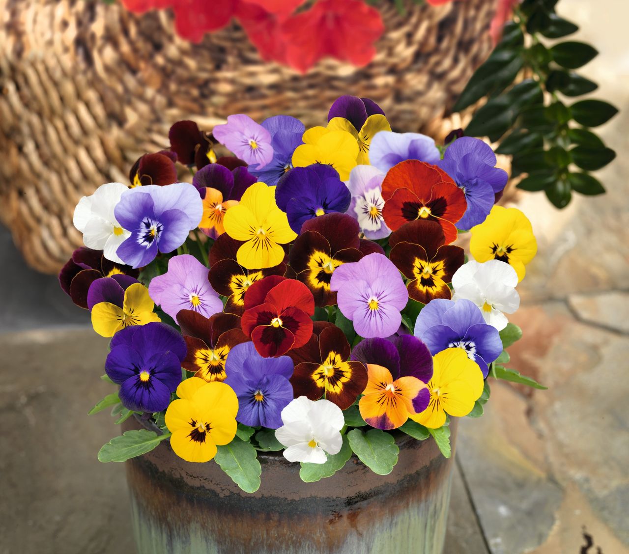 Viola x wittrockiana, foto 1