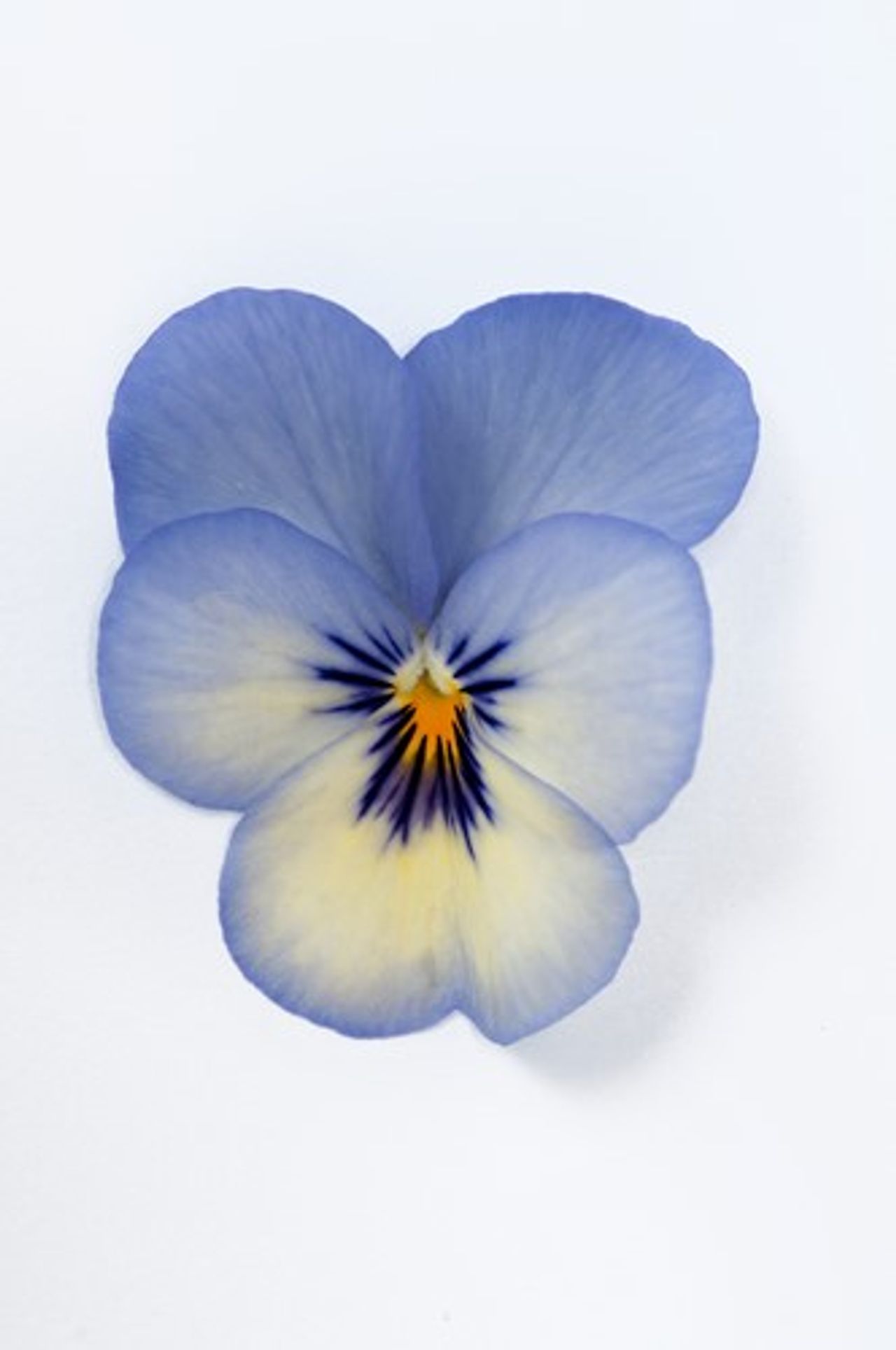 Superba® Mini Blue Picotee, foto 1