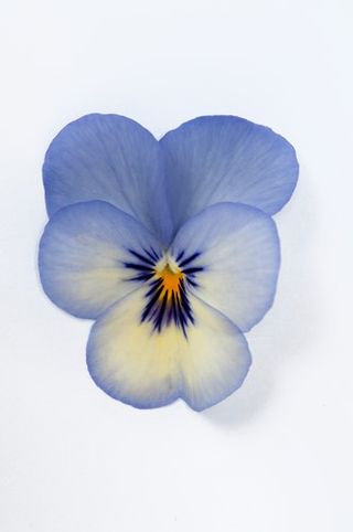 Superba® Mini Blue Picotee