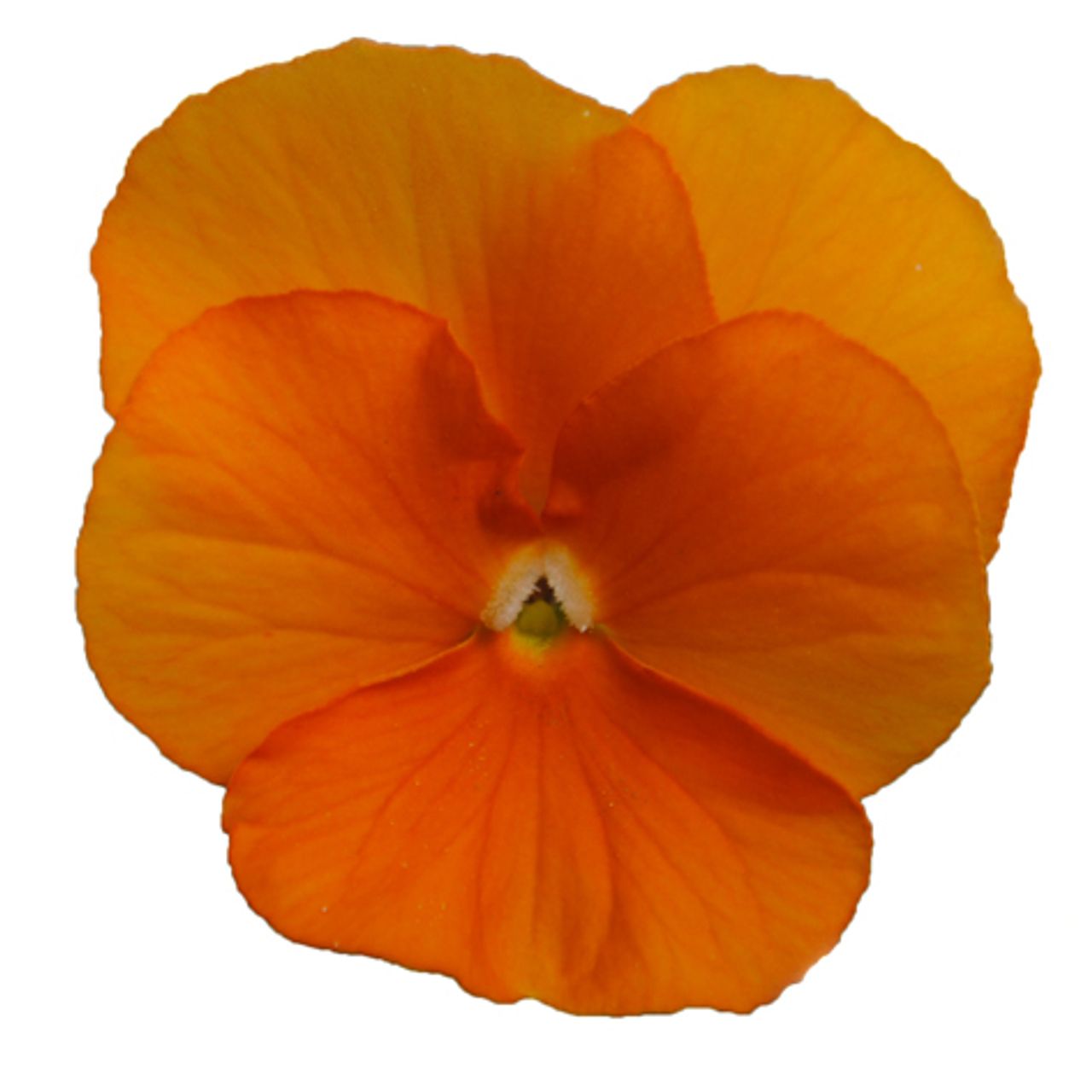 Viola cornuta, foto 1