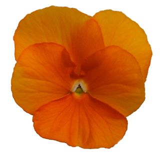 Superba® Mini(penny) Deep Orange