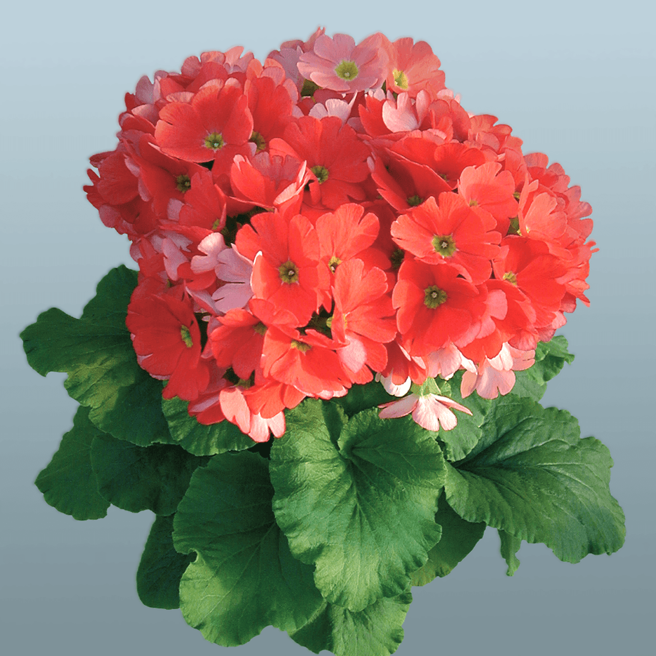 Primula obconica, foto 1