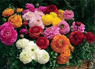 Ranunculus asiaticus