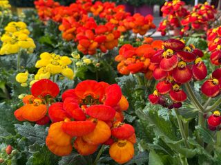 Calceolaria herbeohybrida