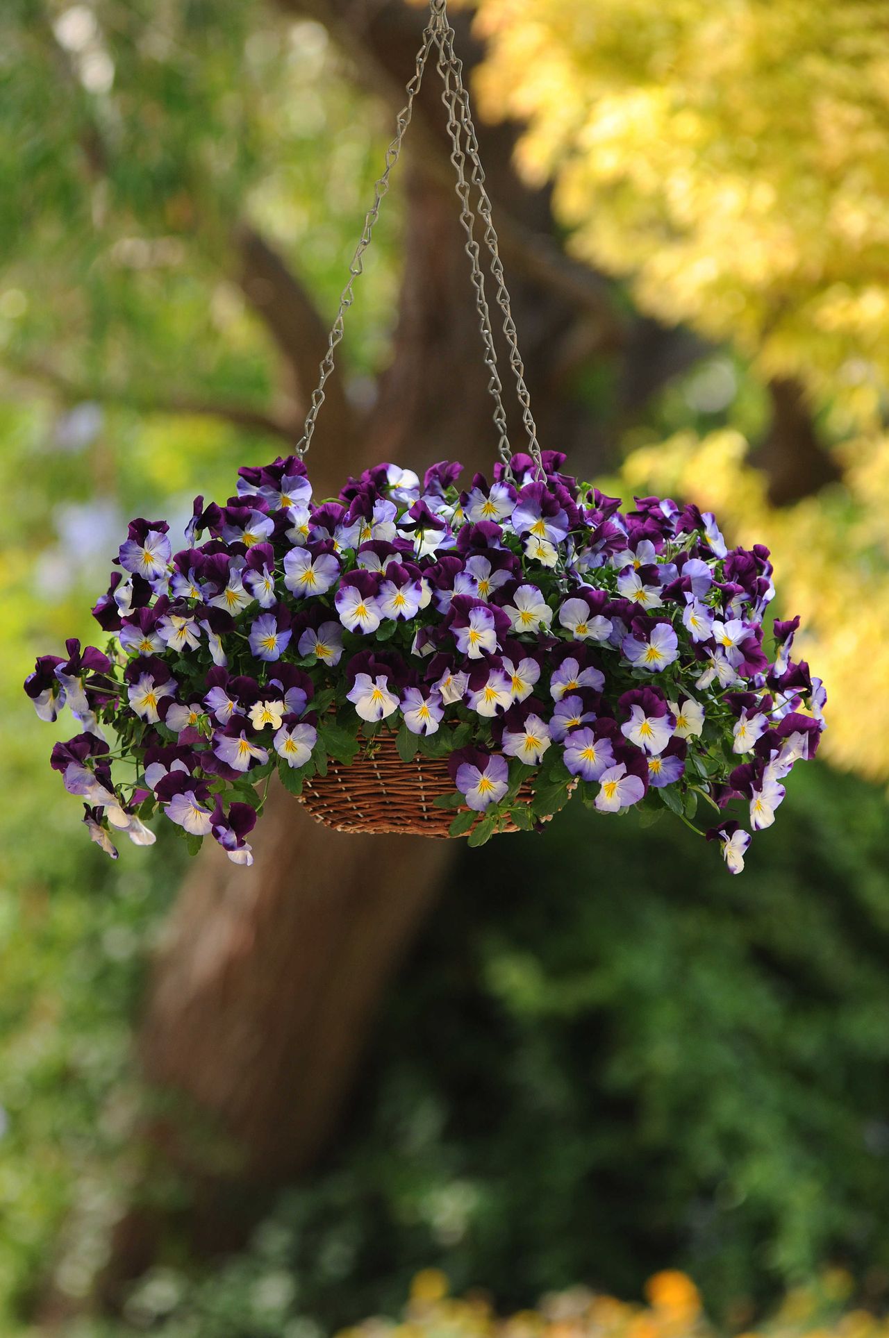 Superba® Basket Purple White (cool Wave), fotografia 1