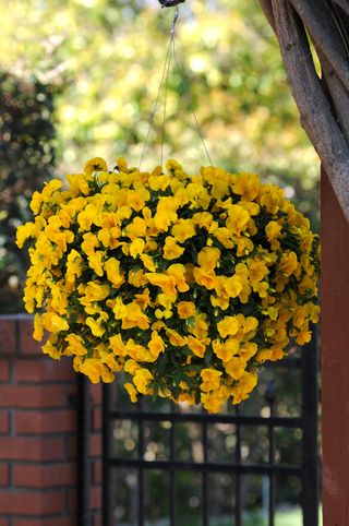 SUPERBA® BASKET  YELLOW F1 (COOL WAVE) - Garden La Fiorita di Dalla Nora Alice
