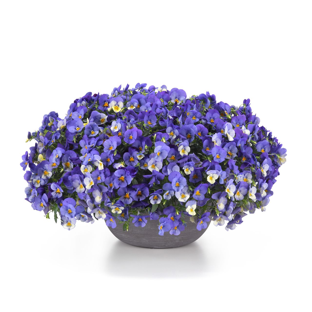 Superba® Basket Skies Blue F1, photo 1