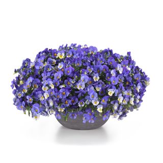 Superba® Basket Skies Blue F1