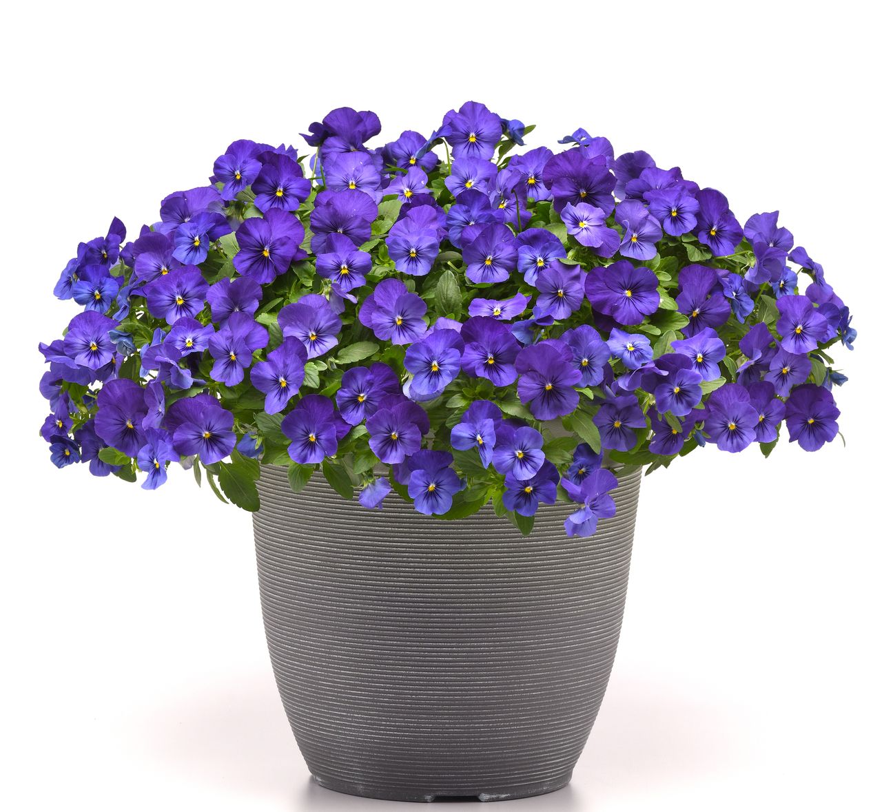 Superba® Basket Blue (cool Wave), photo 1