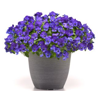 Superba® Basket Blue (cool Wave)