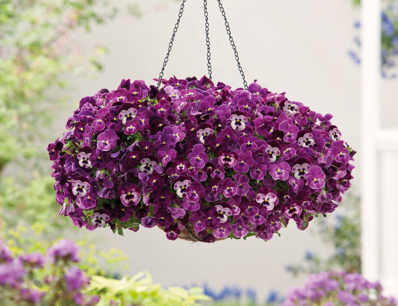 Superba® Basket Raspberry F1, fotografia 1