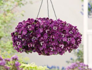 Superba® Basket Raspberry F1