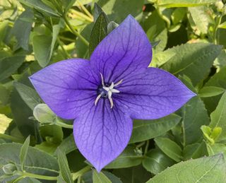 Platycodon Astra F1 Blue