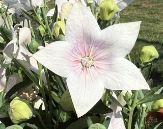 PLATYCODON  ASTRA F1 PINK - Gruppo Padana s.s.