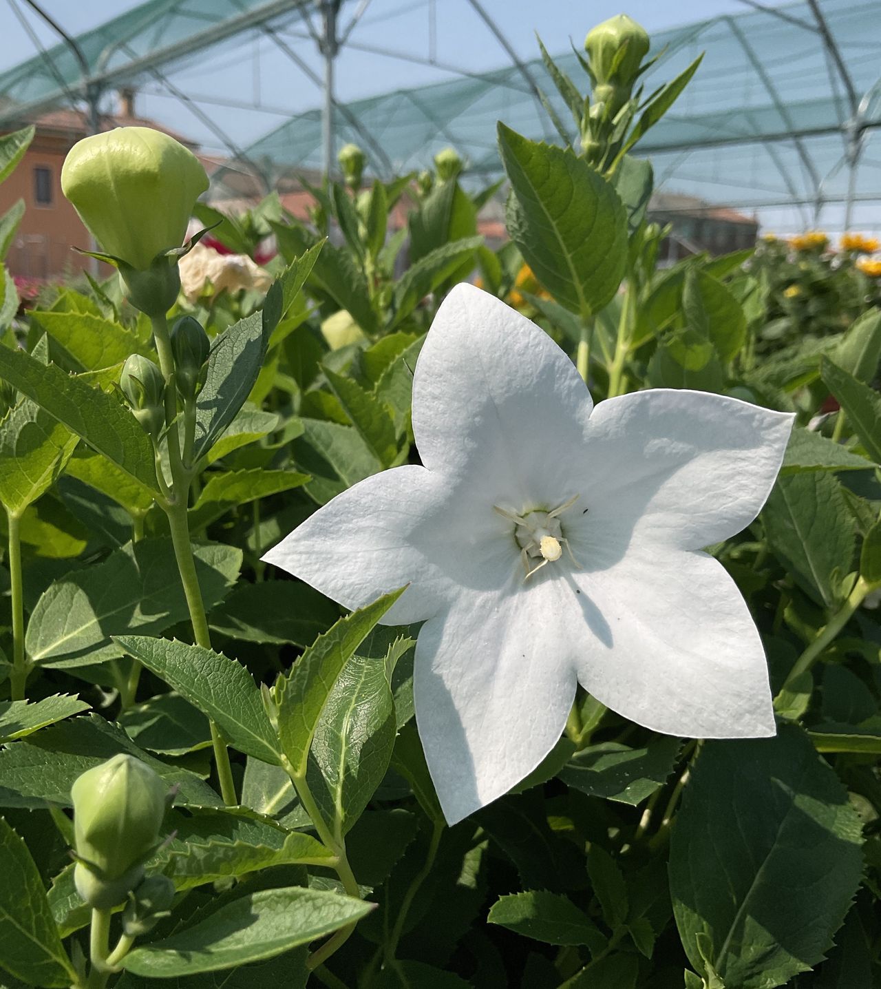 Platycodon Astra F1 White, foto 1