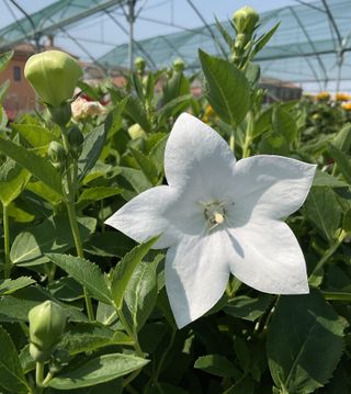 Platycodon Astra F1 White