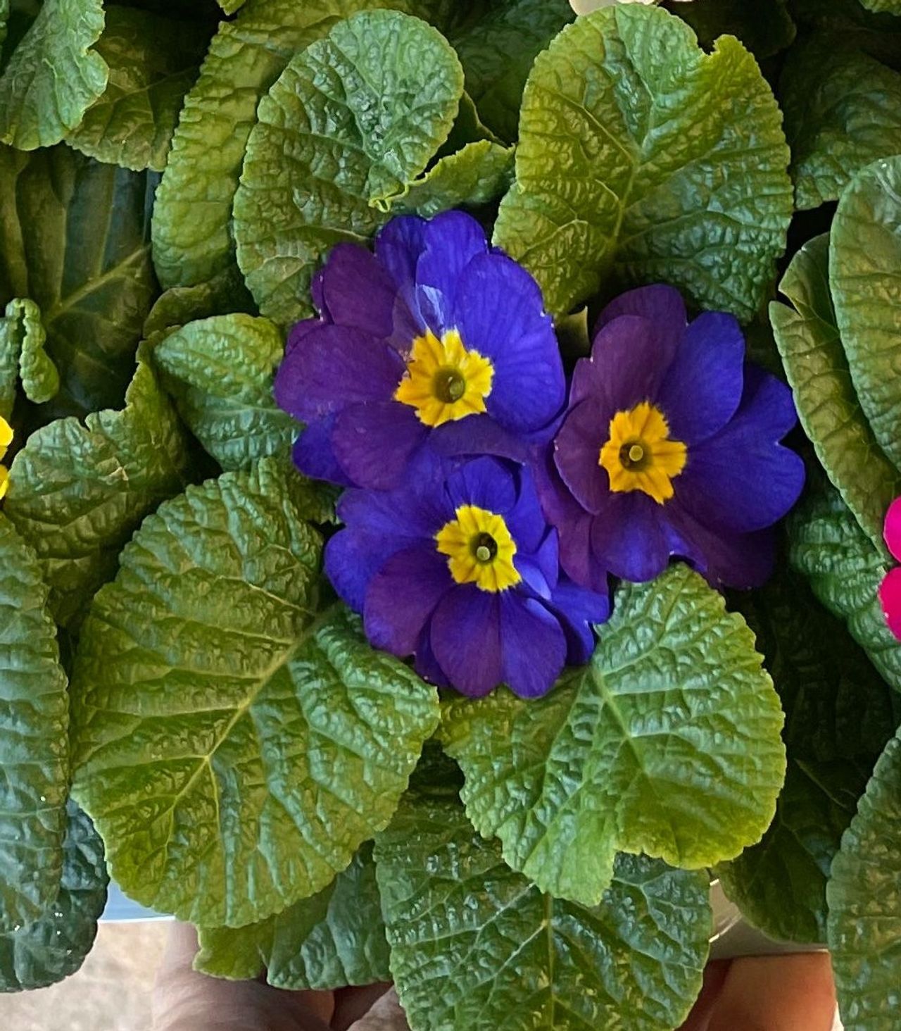 Primabella® Blue, foto 1
