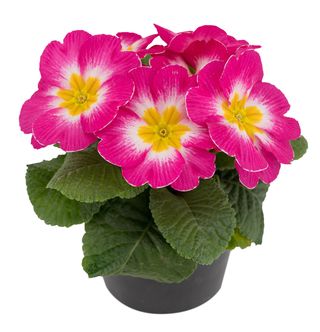 Primabella® Rose & White