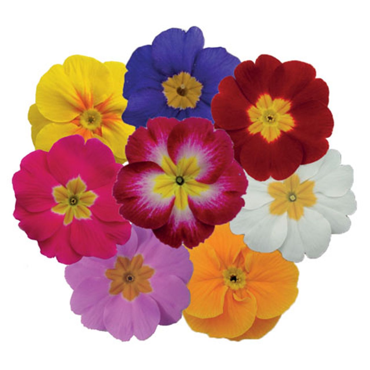 Primabella® Xl Early Mix, foto 1