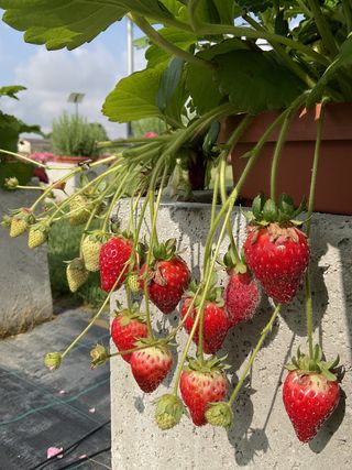 Summer Breeze Cherry F1