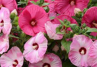 Hibiscus moscheutos