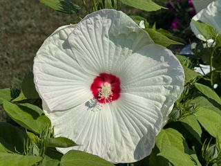 Luna White F1