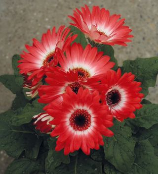Gerbera Royal Red Bicolor