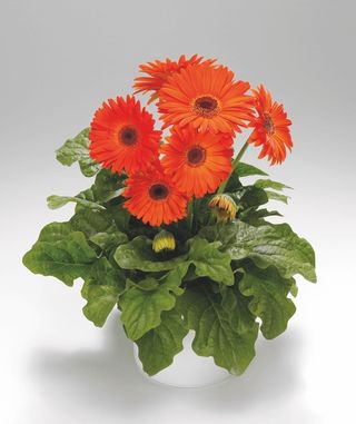 Gerbera Royal Deep Orange