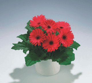 Gerbera jamesonii