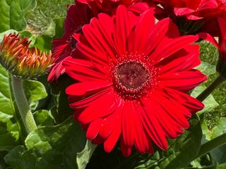 Gerbera Joybera Red