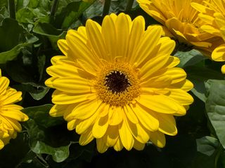 Gerbera Joybera Yellow