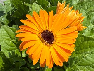 Gerbera Joybera Golden Yellow