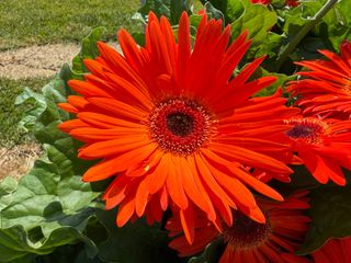 Gerbera Joybera Dark Orange